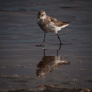 tz2013-little_stint.jpg