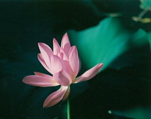 lotus1.jpg