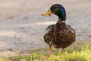 Mallard in the city.jpg