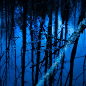 bluewaterbirch-web.jpg