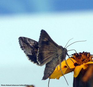 107 butterly tagetes.jpg