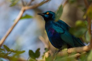 Cape Glossy Starling.jpg