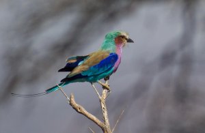 Lilac-Breasted Roller-1.jpg