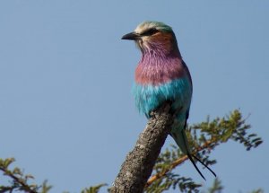 Lilac-Breasted Roller-2.jpg