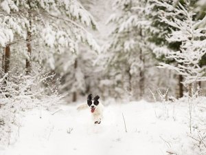 Hund Springer Snö Vinter.jpg