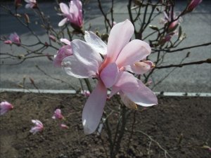 Magnolian_blommar-i_Täby_17_4_2014.jpg