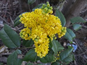 Mahonia_29_4_2014.jpg