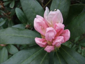 Rhododendronknopp_13_5_2014.jpg