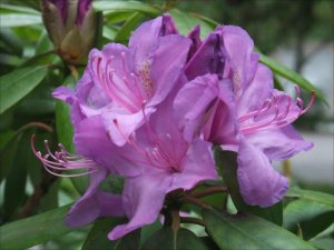 Rhododendron_rosa_lila_3_6_2014.jpg