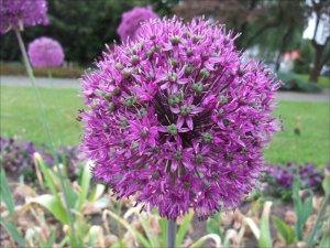 Allium_4_6_2014.jpg