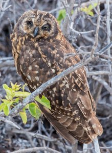 JordugglaShort-eared Owl Genovesa Island Galapagos 20141105-2216_.jpg