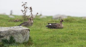 fågel öland 1410_8028_redigerad-2.jpg