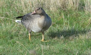 fågel öland 131012_5813_redigerad-2.jpg