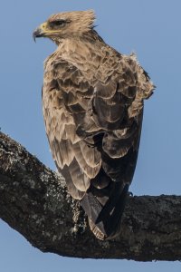 Wahlberg's Eagle  20151105-2956.jpg