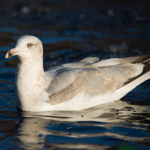 larus_argentatus_1971.jpg