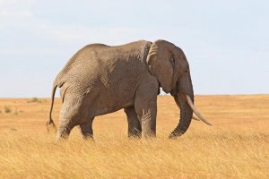 146P0184-red-stor elefant.jpg