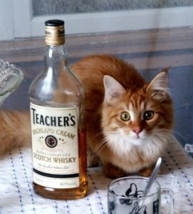 whiskycat.jpg