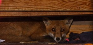 Fox in my kitchen_2014-07-04.jpg