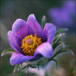 Pulsatilla vulgaris 09.02.jpg