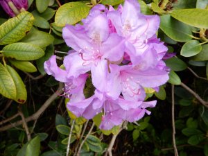 Rhododendronblomma_31_5_2015.jpg