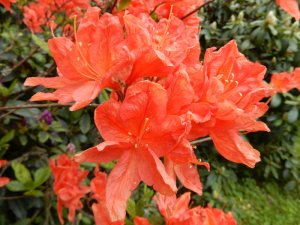 Rhododendron_orange_6_6_2015.jpg