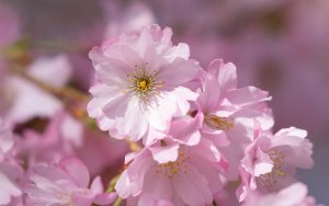 CherryBlossoms-612-6421.jpg