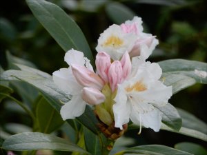 Rhododendron_blommar_i_Näsbydal_Täby_12_5_2016.jpg