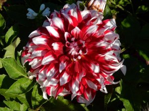 Polkagrisrandig_Dahlia_31_7_2016.jpg