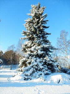 Kall_vinterdag_i_Näsbydal_minus_14_grader_6_1_2017.jpg