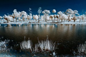 infrared-photography2.jpg