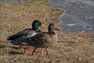 Andparet_på_promenad_14_4_2018.jpg