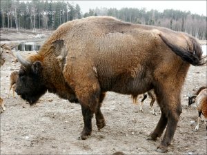 På_viltsafari_på_Samtorps_gård_Gräddö_15_4_2018.jpg