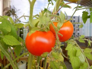 Tomaterna_växer_på_balkongen_1_8_2018.jpg