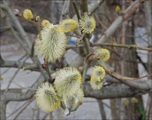 Vide_Sälg_14_4_2019.jpg