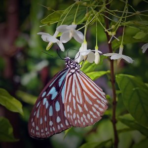 Fjärilar Ao Nang  (1).JPG