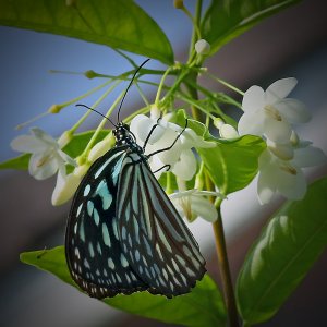 Fjärilar Ao Nang  (2).JPG