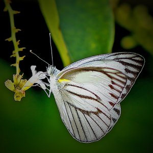 Fjärilar Ao Nang  (3).JPG