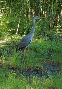 Grå_Häger_på_Djurgården_i_Stockholm_20_7_2019.jpg