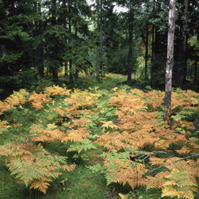 natur-6x6-075.gif