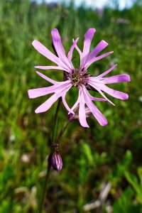 150613 Gökblomster, Lychnis flos-cuculi1-1.jpg