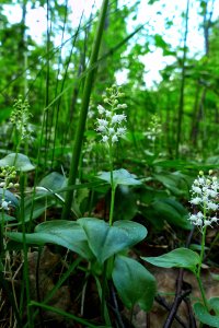 160530 Ekorrbär, Maianthemum bifolium1-1.jpg