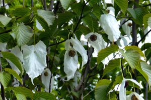 150529 Näsduksträd, Davidia involucrata1-2.jpg