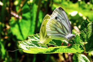 130712 Rapsfjäril, Pteris napi, par1-1.jpg