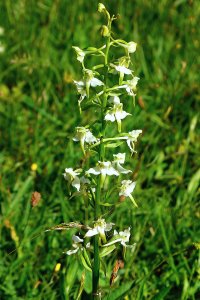 110616 Nattviol, Platanthera bifolia1-2.jpg