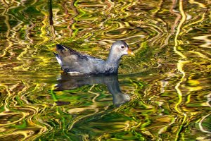 150925 Rörhöna, Gallinula chloropus, ungfågel11-1.jpg