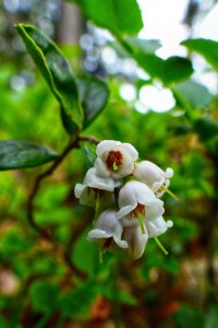 140606 Lingon, Vaccinium vitis-idaea1-1.jpg