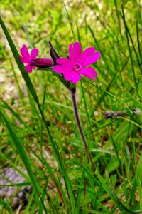 140621 Rödblära, Silene dioica1-1.jpg