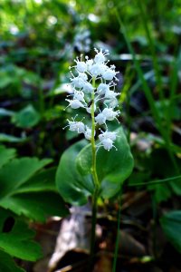 140527 Ekorrbär, Maianthemum bifolium1-2.jpg