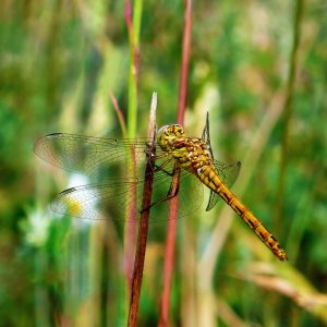 130727 Tegelröd ängstrollslända, Sympetrum vulgatum, hona4-2.jpg