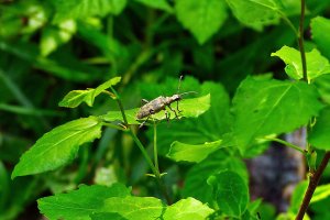 140525 Lövträdlöpare, Rhagium mordax1-1.jpg